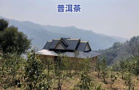 冰岛老寨普洱茶介绍视频播放：了解其功效与价格