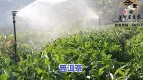 江南茶区主要生产哪些茶叶品种？