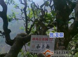 云南邦马大雪山：野生古茶园与独特古树普洱茶的特点探究