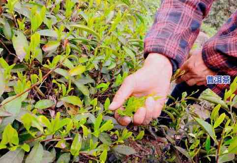 一斤湿茶出多少茶叶-一斤湿茶出多少茶叶正常