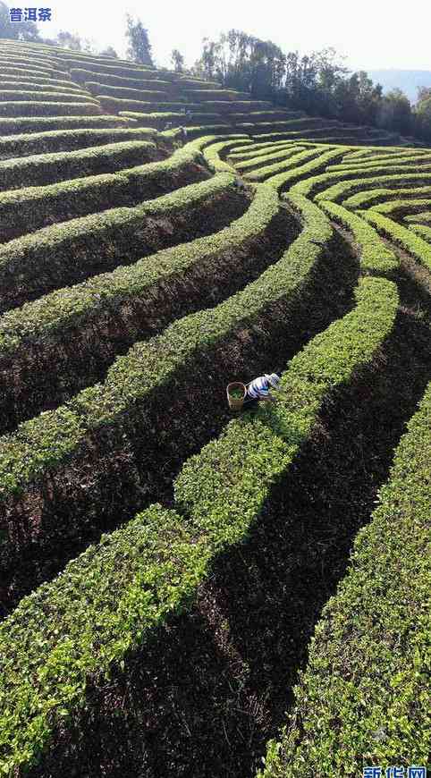 云南景洪大渡岗乡普洱茶：万亩茶园与品质探析