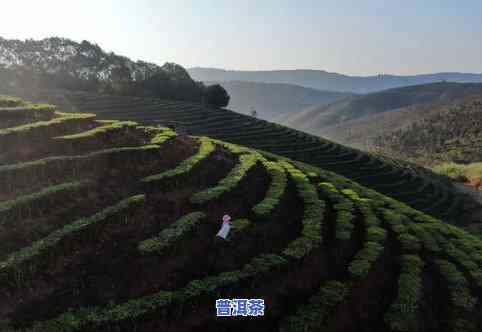 云南景洪大渡岗乡普洱茶：万亩茶园与品质探析