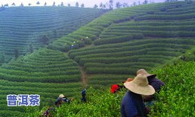 哪里适合种茶叶？探讨适宜茶树生长的地域与环境