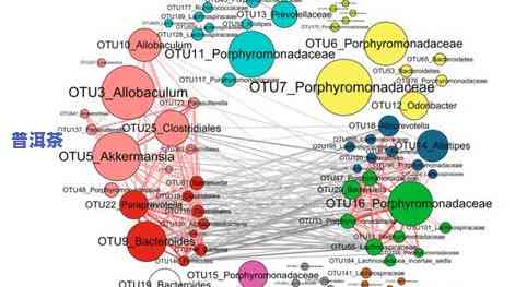 普洱茶与微生物：关系、作用及图解