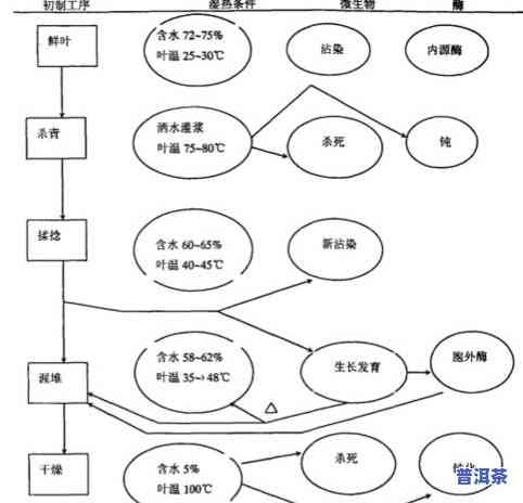 普洱茶与微生物：关系、作用及图解