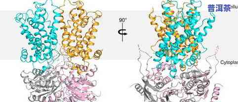 普洱茶与微生物：关系、作用及图解