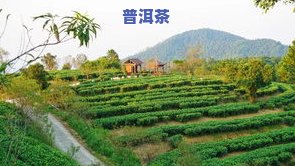 五种产自广东的茶叶及其产地、特点简介