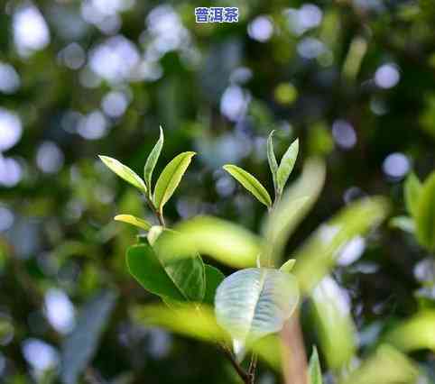 邦协普洱茶：云南大叶种特色茶叶，源自邦协寨