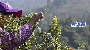 普洱茶第二次采摘要多久才能喝？从采摘到制作完成需要多长时间？第二泡能喝吗？