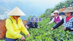 普洱茶第二次采摘要多久才能喝？从采摘到制作完成需要多长时间？第二泡能喝吗？