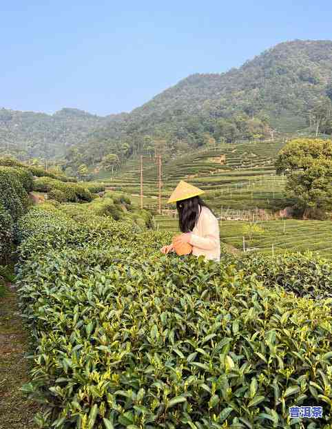 杭州哪里批发卖茶叶-杭州哪里批发卖茶叶便宜