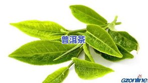 很大一片叶子的茶叶叫什么？全名解析与详细介绍