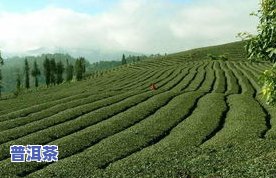 祖祥号普洱茶正山乔木-祖祥号普洱茶价格