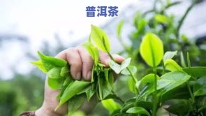 花朵茶叶：制作原料、类型与图片大揭秘