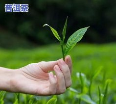 花朵茶叶：制作原料、类型与图片大揭秘