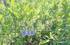 普洱茶茶苗价格全揭秘：品种、数量与价格一览表