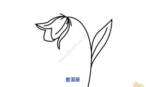 花朵泡茶：功效与简笔画教程