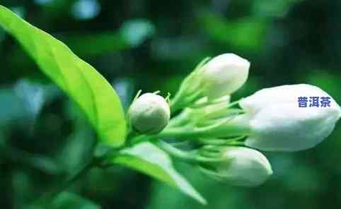 花朵茶叶是哪种茶叶-花朵茶叶是哪种茶叶做的