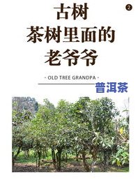 普洱茶之家：2023年古树头春价格表、存储方法与地图全攻略