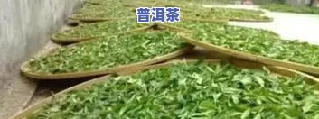 普洱茶底有青叶有黑叶是怎么回事？解析茶叶颜色变化的原因