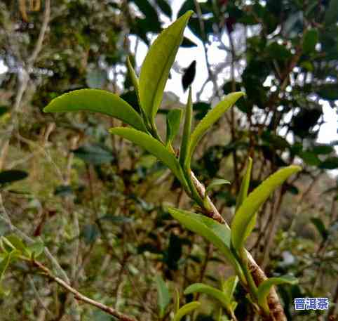 普洱茶底有青叶有黑叶是怎么回事？解析茶叶颜色变化的原因