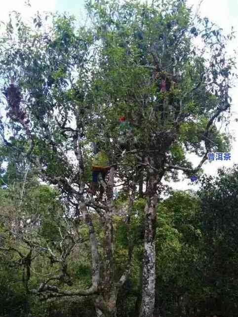 普洱古树茶树品种大全及介绍