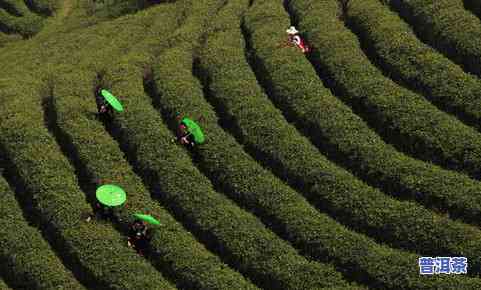 自己种的茶叶是什么茶？了解自家茶园的茶叶种类与品质