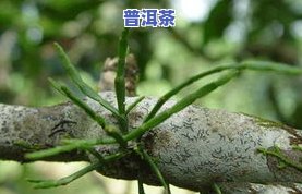 普洱茶古茶树图片大全：价值与品种解析