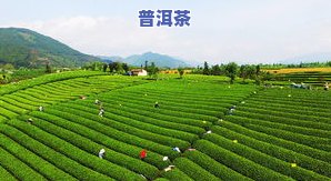 茶叶一般去哪买好？专业茶店、电商平台或茶园直购，哪个更优？