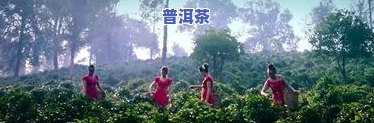 南糯山孟宋孔雀普洱茶-南糯山与勐宋哪个茶好