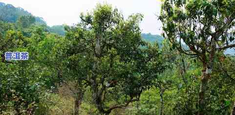 普洱凤凰窝古树茶2018散茶：特点、价格及茶山介绍