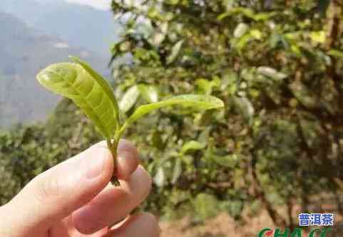 凤凰窝普洱茶区-凤凰窝 普洱茶