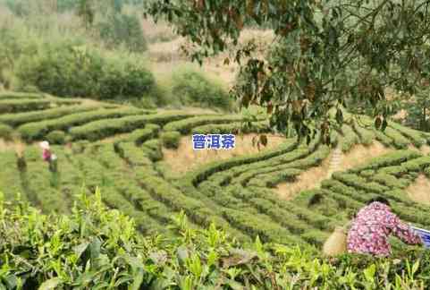 小河茶厂：梁河县小河头野生茶，平达小河野生茶