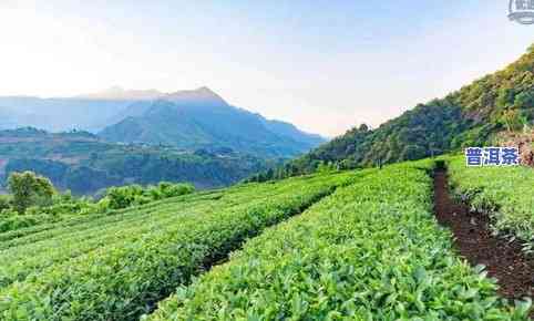 自产自销茶叶免税吗-自产自销茶叶免税吗 税屋