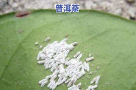 普洱茶有白色小虫子，能喝吗？