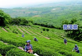 漳平茶厂：揭秘福建漳平茶叶及茶园情况