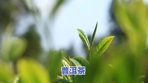 冰岛普洱茶的加工工艺流程解析：从鲜叶采摘到成品茶的全过程