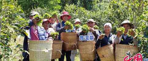 澜沧古茶与澜沧茶厂：关系揭秘