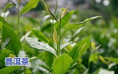 十大茶叶图片及名称-十大茶叶图片及名称大全