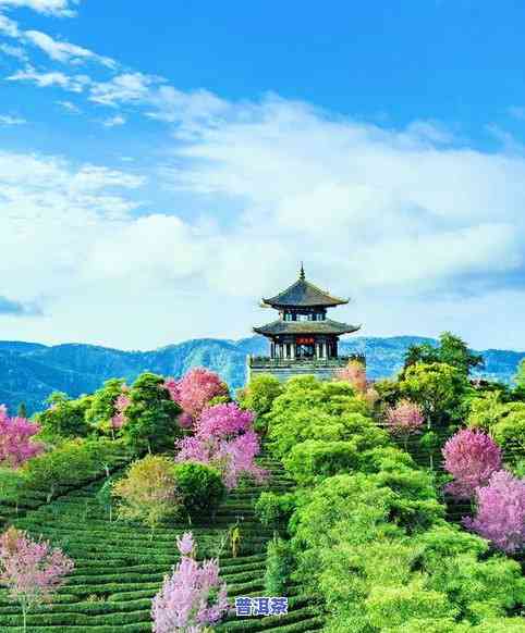 普洱茶园：云南普洱茶园美景全览，高清图片大集合