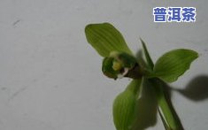 兰花香味的茶叶名称、品种及图片全览