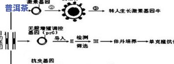 全面解析：普洱茶新产品研发技术要求及其特点