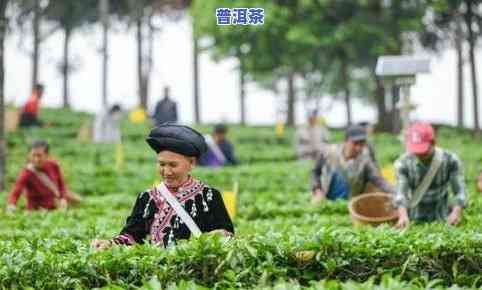 西双版纳茶农通常在哪里售卖茶叶？了解西双版纳茶叶销售点与场！