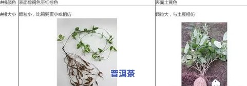 古树头春茶如何辨别真伪？全面解析鉴别方法与技巧