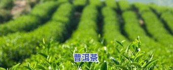 茶叶采摘后加工流程图片大全高清：步骤详解与价格一览