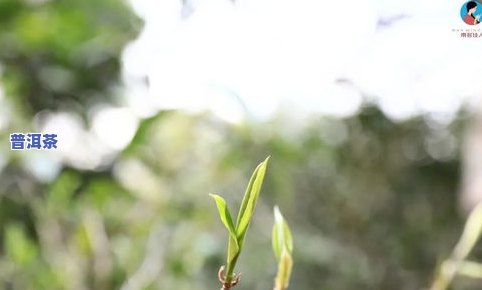 有奶味像树枝的茶叶-有奶味像树枝的茶叶叫什么