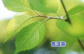 怎样区分茶叶和树叶：图片与区别详解