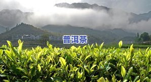 汝城茶园：探索优质茶叶基地、品味独特茶文化的地方