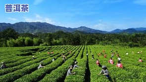 汝城茶园：探索优质茶叶基地、品味独特茶文化的地方