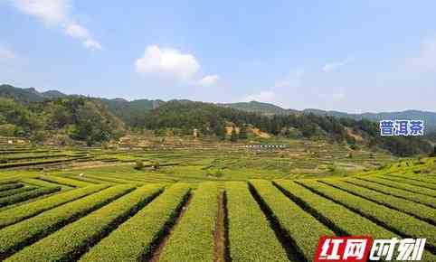 汝城茶园：探索优质茶叶基地、品味独特茶文化的地方